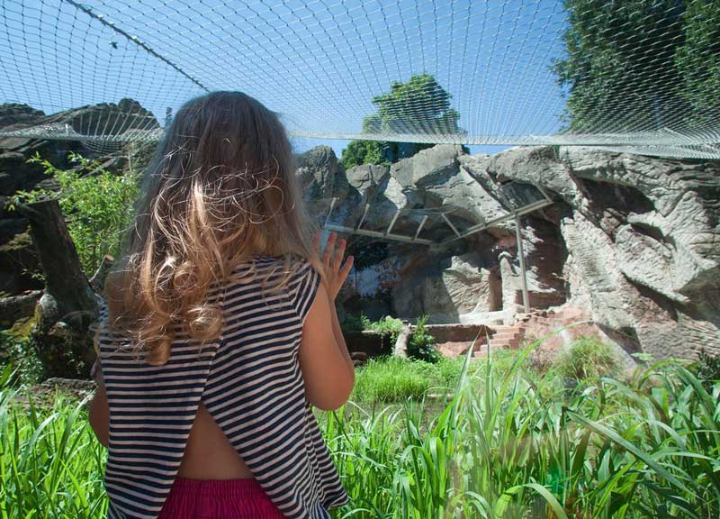 In quest’area nessuno caccerà le tigri. Bioparco, rocce e torrenti come a Sumatra In quest’area nessuno caccerà le tigri. Bioparco, rocce e torrenti come a Sumatra