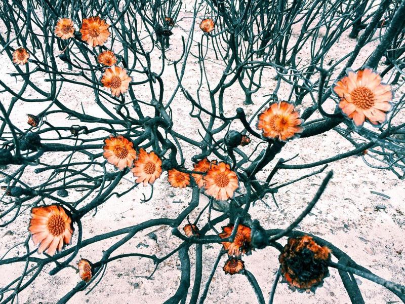 iPhone, ecco le foto più belle scattate nel 2015