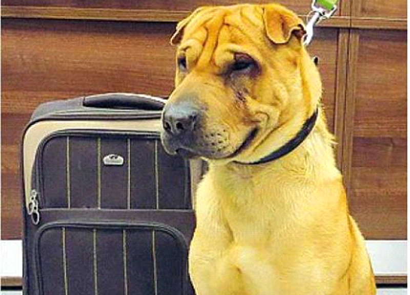 Porta il tuo cane in ufficio, giornata mondiale
