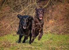 Porta il tuo cane in ufficio, giornata mondiale