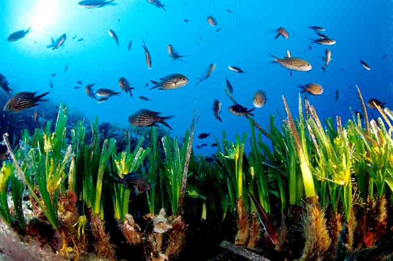 Posidonia Festival torna a Carloforte dal 26 al 28 giugno