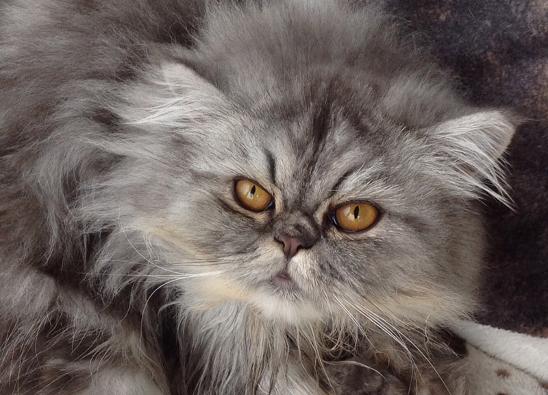 Bambini e animali domestici: legame indissolubile