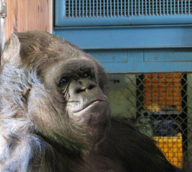 I neri? Sono dei gorilla. Ma non gorilla neri. I neri gorilla