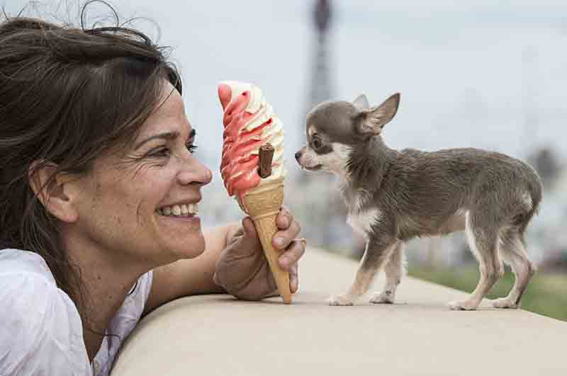 Il cane più piccolo del mondo Il cane più piccolo del mondo