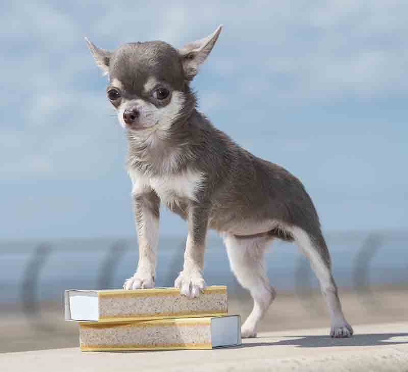 Il cane più piccolo del mondo Il cane più piccolo del mondo
