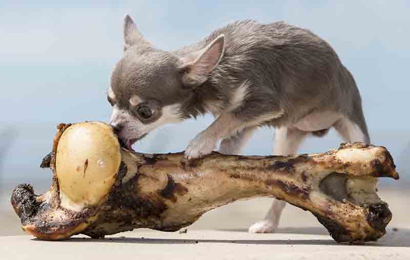 Il cane più piccolo del mondo Il cane più piccolo del mondo