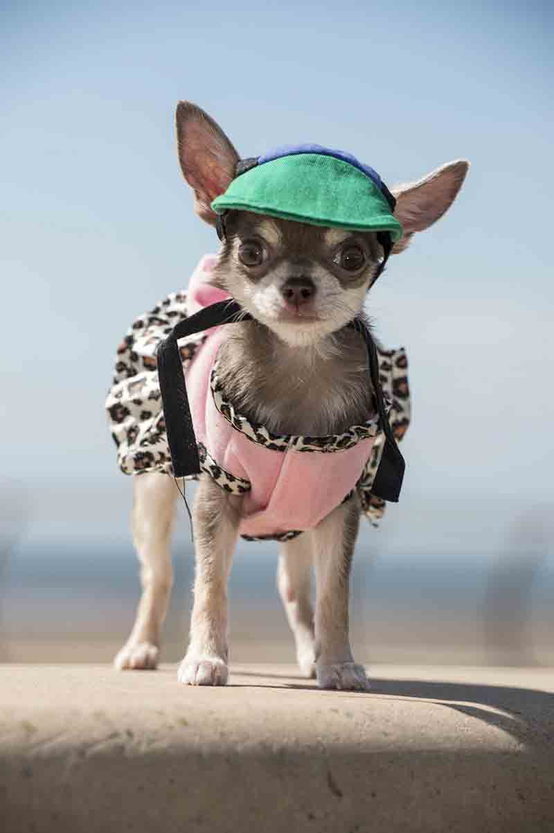 Il cane più piccolo del mondo Il cane più piccolo del mondo