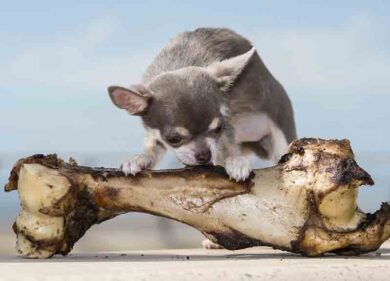 Il cane più piccolo del mondo