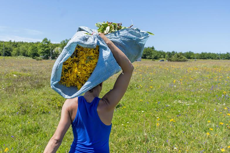 Arnica, una pianta per la bellezza e per la salute. Tutti i segreti Arnica, una pianta per la bellezza e per la salute. Tutti i segreti