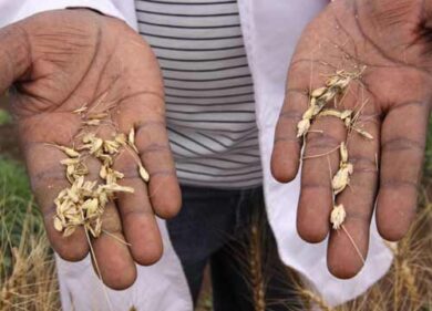 Siccità, Coldiretti Lombardia chiede stato di calamità