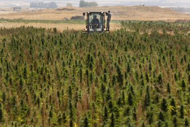 Cannabis, lavoro per 10mila persone dal primo raccolto di Stato