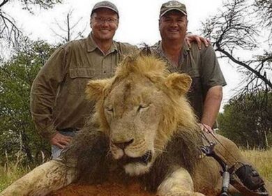 Leone Cecil, su Twitter le star in rivolta contro il dentista killer