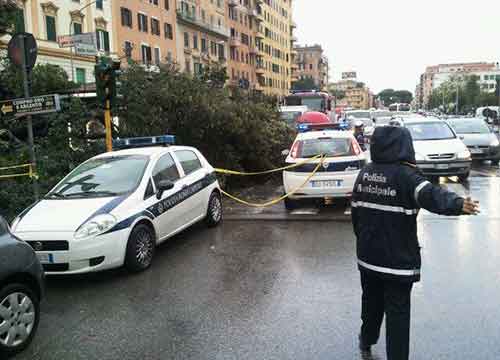 Piantato a novembre, l’Alberone sta morendo. L’allarme del quartiere: “Ci hanno presi in giro” Piantato a novembre, l’Alberone sta morendo. L’allarme del quartiere: “Ci hanno presi in giro”