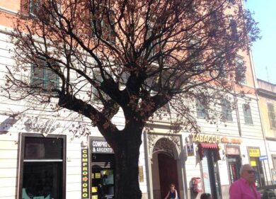 Piantato a novembre, l’Alberone sta morendo. L’allarme del quartiere: “Ci hanno presi in giro”