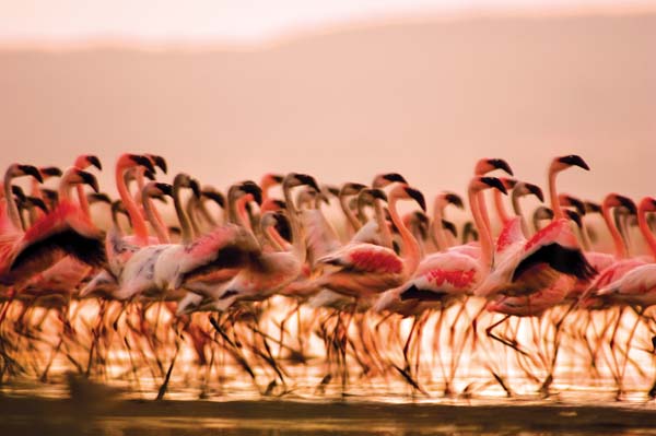 Kenya, turismo al top: le sei occasioni da non perdere. FOTO