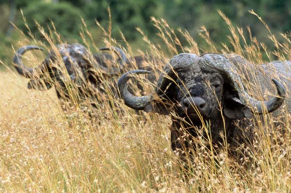 Kenya, turismo al top: le sei occasioni da non perdere. FOTO