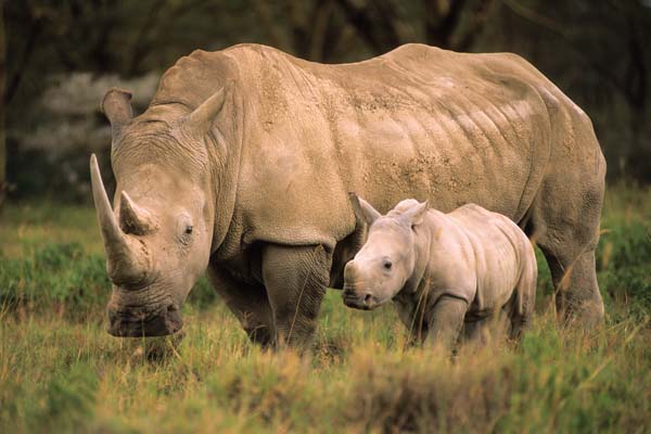 Kenya, turismo al top: le sei occasioni da non perdere. FOTO