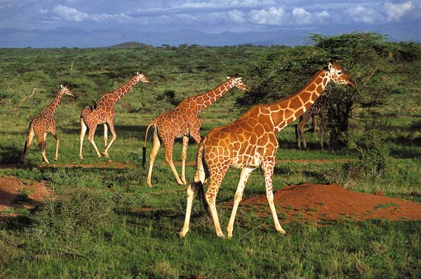 Kenya, turismo al top: le sei occasioni da non perdere. FOTO