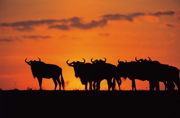 Kenya, turismo al top: le sei occasioni da non perdere. FOTO