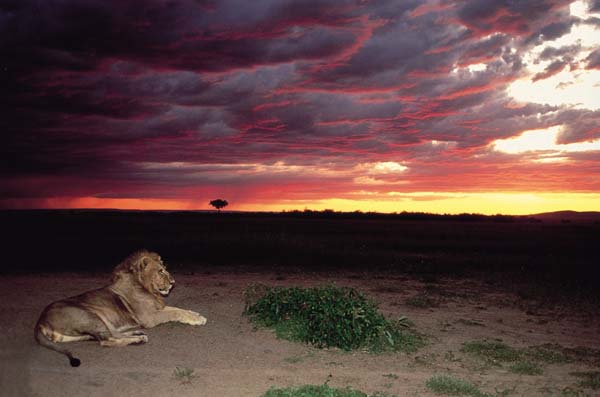 Kenya, turismo al top: le sei occasioni da non perdere. FOTO