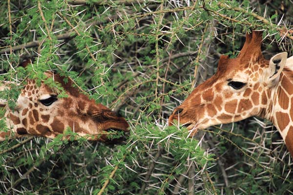 Kenya, turismo al top: le sei occasioni da non perdere. FOTO