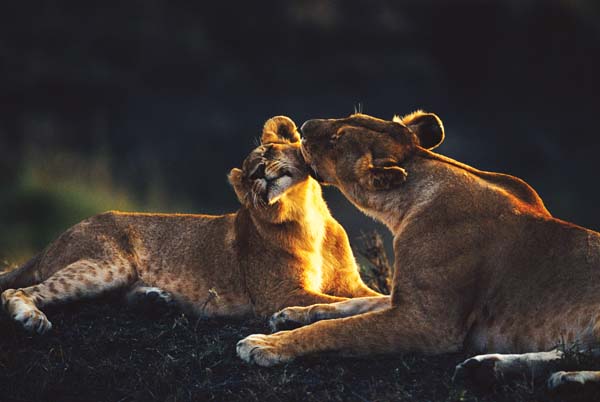 Kenya, turismo al top: le sei occasioni da non perdere. FOTO