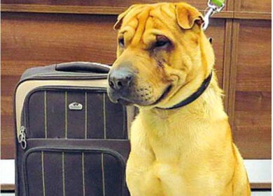 Un milione di famiglie con animali in vacanza