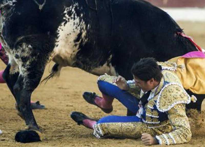 Corrida, agosto di sangue: toreri incornati. La sinistra mette il divieto