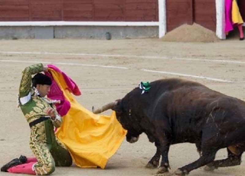 Corrida, agosto di sangue: toreri incornati. La sinistra mette il divieto