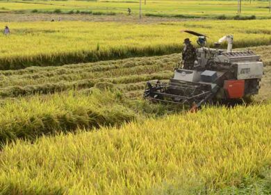 Riso, libero scambio Europa-Vietnam. Agricoltori italiani sul piede di guerra
