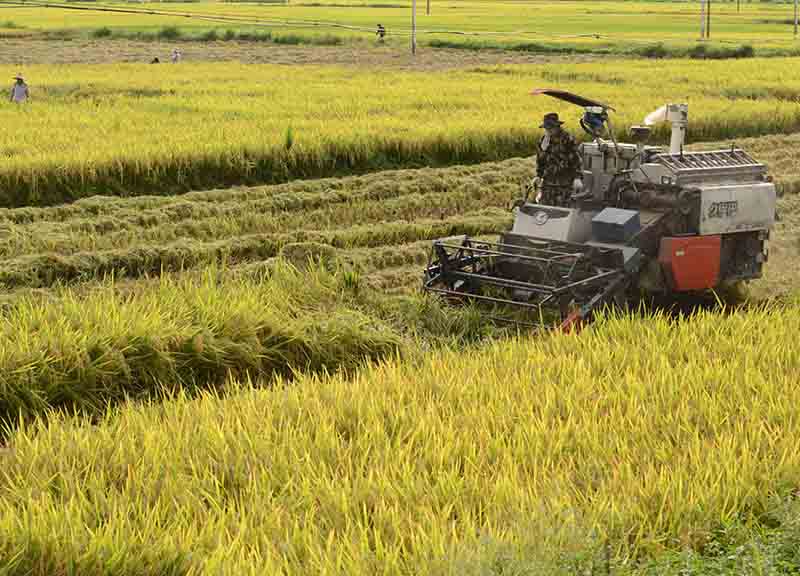 Riso, libero scambio Europa-Vietnam. Agricoltori italiani sul piede di guerra Riso, libero scambio Europa-Vietnam. Agricoltori italiani sul piede di guerra