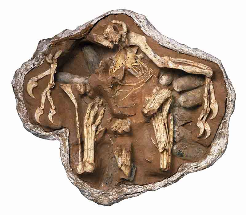 Bergamo, nuovo dinosauro al museo di Scienze Naturali in arrivo dagli Usa Bergamo, nuovo dinosauro al museo di Scienze Naturali in arrivo dagli Usa