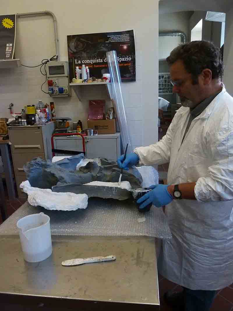 Bergamo, nuovo dinosauro al museo di Scienze Naturali in arrivo dagli Usa Bergamo, nuovo dinosauro al museo di Scienze Naturali in arrivo dagli Usa