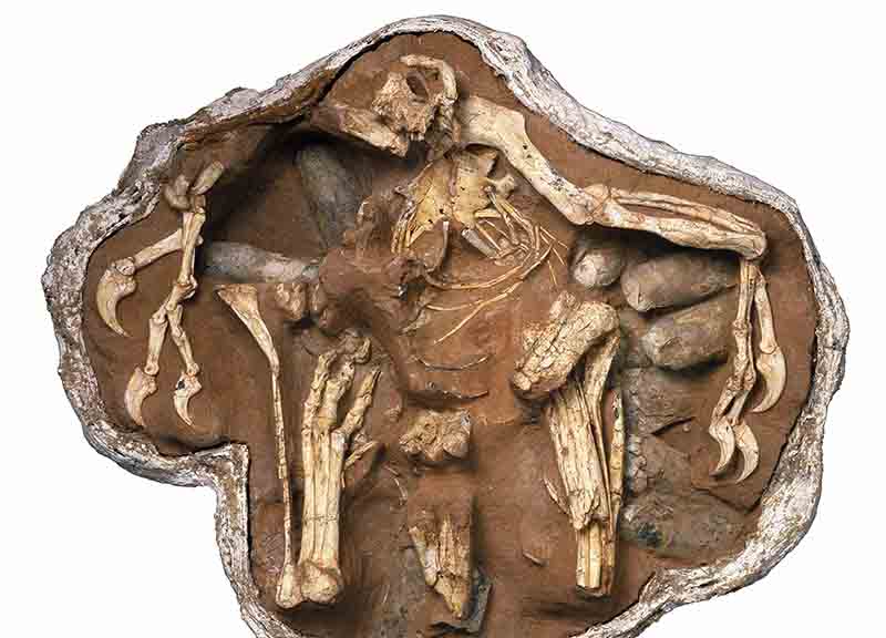 Bergamo, nuovo dinosauro al museo di Scienze Naturali in arrivo dagli Usa Bergamo, nuovo dinosauro al museo di Scienze Naturali in arrivo dagli Usa