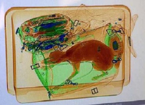 Expo Milano, cane nascosto in valigia supera il controllo ai raggi X Expo Milano, cane nascosto in valigia supera il controllo ai raggi X