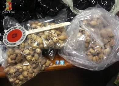 Tabacco, droga e medicinali vietati: maxi sequestro della Polizia
