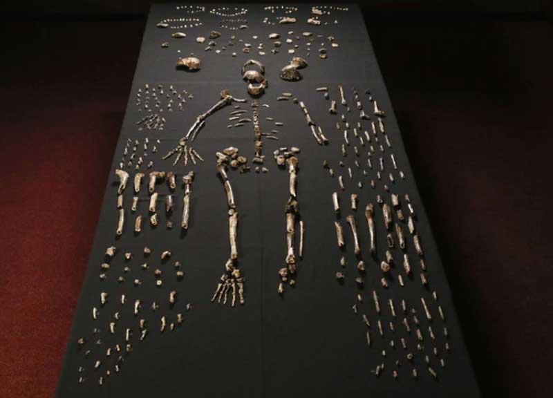 Scoperto l’Homo Naledi, una specie umana finora sconosciuta Scoperto l’Homo Naledi, una specie umana finora sconosciuta