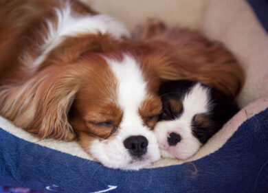 Pet Therapy, ora l’Italia è un modello. Ecco che cosa cambia