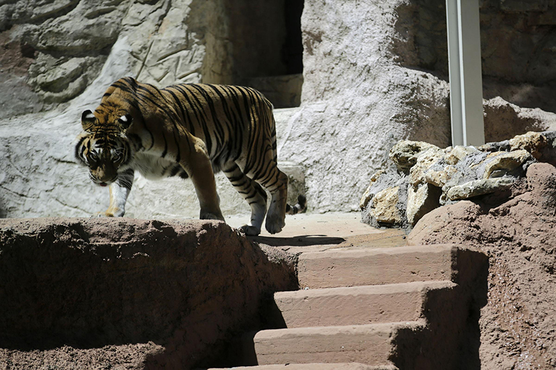 Perché la tigre ha il manto a strisce? Bioparco, parte l’olimpiade dei felini Perché la tigre ha il manto a strisce? Bioparco, parte l’olimpiade dei felini