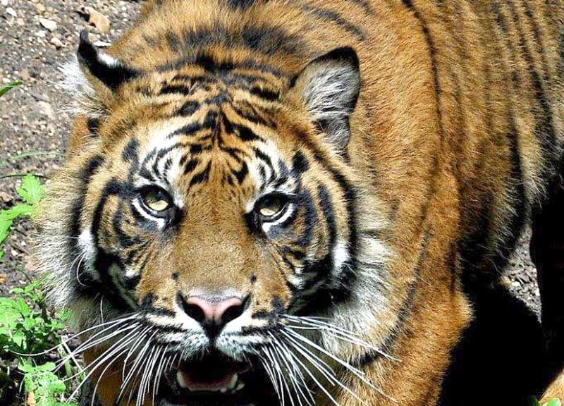 Perché la tigre ha il manto a strisce? Bioparco, parte l’olimpiade dei felini Perché la tigre ha il manto a strisce? Bioparco, parte l’olimpiade dei felini