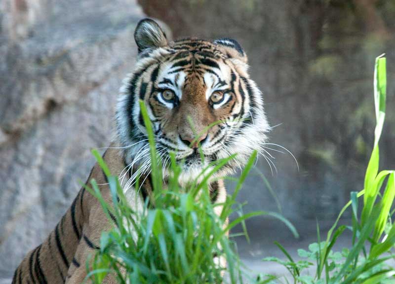 Perché la tigre ha il manto a strisce? Bioparco, parte l’olimpiade dei felini Perché la tigre ha il manto a strisce? Bioparco, parte l’olimpiade dei felini