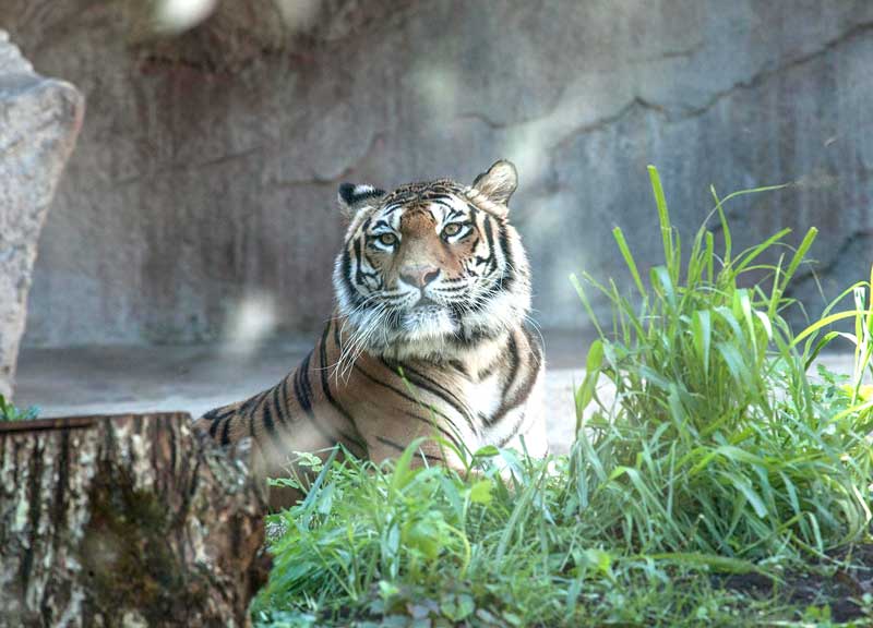 Perché la tigre ha il manto a strisce? Bioparco, parte l’olimpiade dei felini Perché la tigre ha il manto a strisce? Bioparco, parte l’olimpiade dei felini