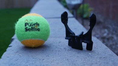 Selfie da cani: così Fido guarderà in camera