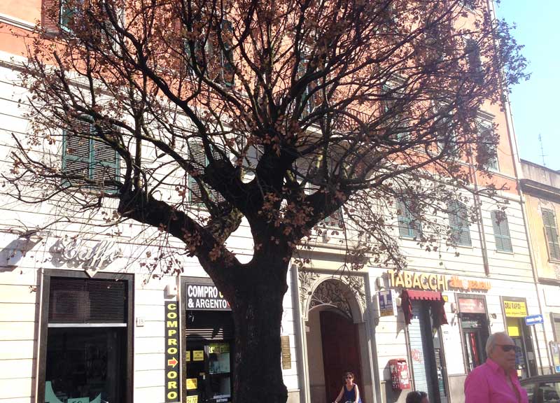 L’Alberone non ce la fa. Arriva il terzo leccio L’Alberone non ce la fa. Arriva il terzo leccio