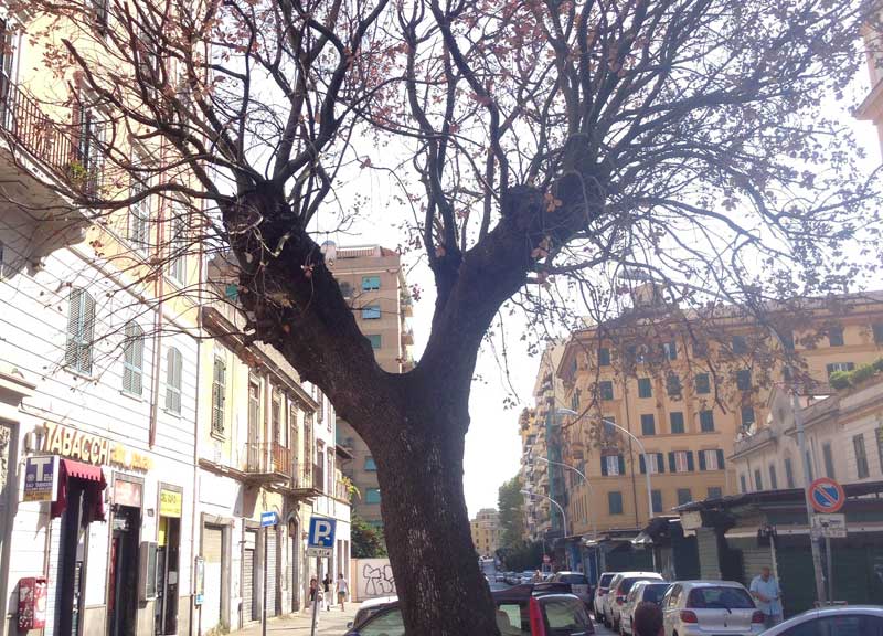 L’Alberone non ce la fa. Arriva il terzo leccio L’Alberone non ce la fa. Arriva il terzo leccio