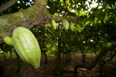 Cioccolato biologico e sostenibilità sociale, ambientale ed economica