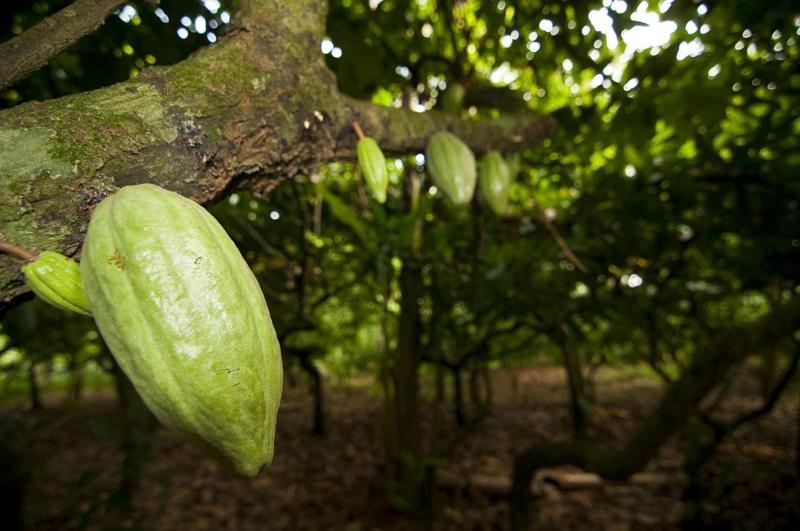 Cioccolato biologico e sostenibilità sociale, ambientale ed economica Cioccolato biologico e sostenibilità sociale, ambientale ed economica