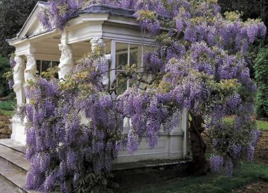 Londra, boom di furti di glicine. I nuovi ladri “florovivaisti”