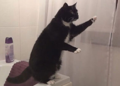 Studente si paga la retta grazie ai video del suo gatto su YouTube