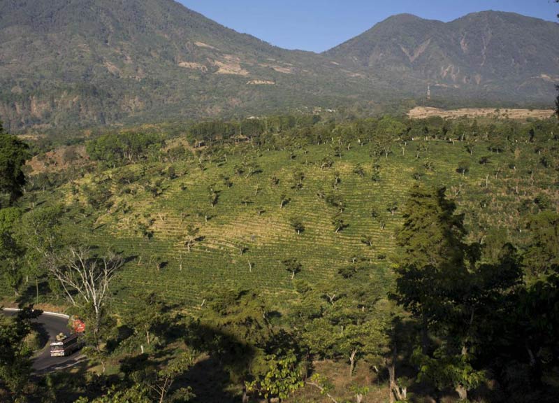 Colombia, la siccità minaccia uno dei migliori caffè al mondo Colombia, la siccità minaccia uno dei migliori caffè al mondo